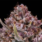 Purplenade XXL Auto strain from Silent Seeds