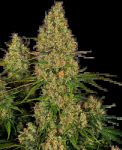 Sticky Orange XXL Auto strain by Sensi Seeds