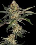 Super Lemon Cherry strain from Sensi Seeds