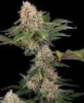 Sticky Berry Mints XXL strain from Sensi Seeds