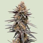 Gravity Berry F1 strain from Royal Queen Seeds
