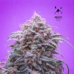 MEPH-DGR-AUTO-Fem