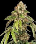 Sensi True Blood strain from Sensi Seeds