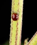Sensi True Blood strain from Sensi Seeds