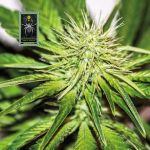 White Widow Feminised Seeds