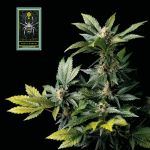 White Widow Feminised Seeds