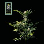White Widow Feminised Seeds