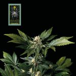 White Widow Feminised Seeds