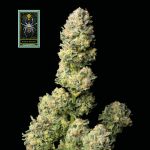 White Widow Feminised Seeds
