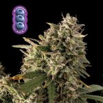 Blueberry Auto Feminizowany Nasiona