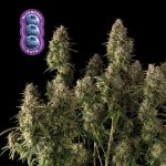 Blueberry Auto Feminizowany Nasiona