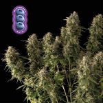 Blueberry Auto Feminizowany Nasiona