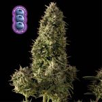 Blueberry Auto Feminizowany Nasiona