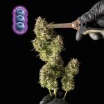 Blueberry Auto Feminizowany Nasiona