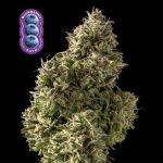 Blueberry Auto Feminizowany Nasiona