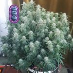 Blueberry Auto Feminizowany Nasiona