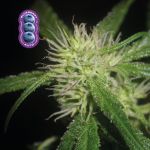 Blueberry Auto Feminizowany Nasiona
