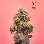 MEPH-CRDLCH-AUTO-FEM