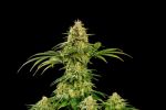 Hellfire OG Feminised Seeds