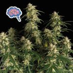Amnesia Auto Feminised Seeds