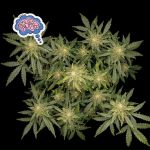 Amnesia Auto Feminised Seeds