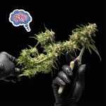 Amnesia Auto Feminised Seeds