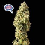 Amnesia Auto Feminised Seeds