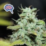 Amnesia Auto Feminised Seeds