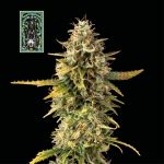 White Widow Auto Feminisiert Saatgut