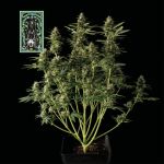 White Widow Auto Feminisiert Saatgut