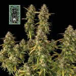 White Widow Auto Feminisiert Saatgut