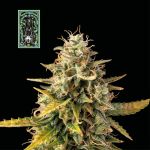White Widow Auto Feminisiert Saatgut
