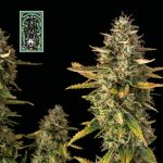 White Widow Auto Feminisiert Saatgut