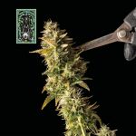 White Widow Auto Feminisiert Saatgut
