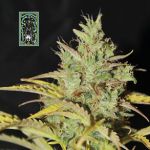 White Widow Auto Feminisiert Saatgut
