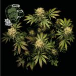 Jack Herer Feminized Seeds