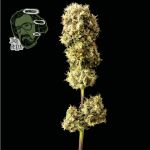 Jack Herer Feminized Seeds
