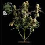 Jack Herer Feminized Seeds