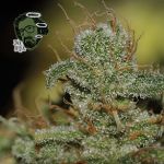 Jack Herer Feminized Seeds