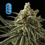 Blueberry Feminisiert Saatgut