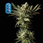Blueberry Feminisiert Saatgut