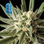 Blueberry Feminisiert Saatgut