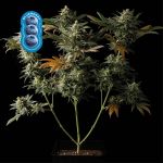 Blueberry Feminisiert Saatgut