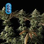 Blueberry Feminisiert Saatgut