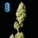 Blueberry Feminisiert Saatgut
