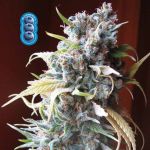 Blueberry Feminisiert Saatgut