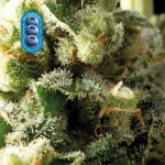 Blueberry Feminisiert Saatgut