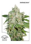 Brooklyn Sunrise Auto Feminised Seeds