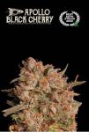 SEST-APBC-AUTO-FEM