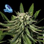C99 x Blueberry Schnell Feminisiert Saatgut